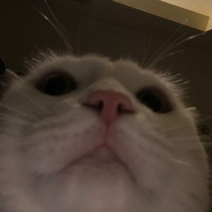 Meet your Posher, Marjory